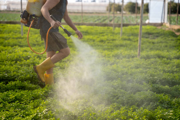 Best Wasp Removal Services  in Rolling Hills, CA