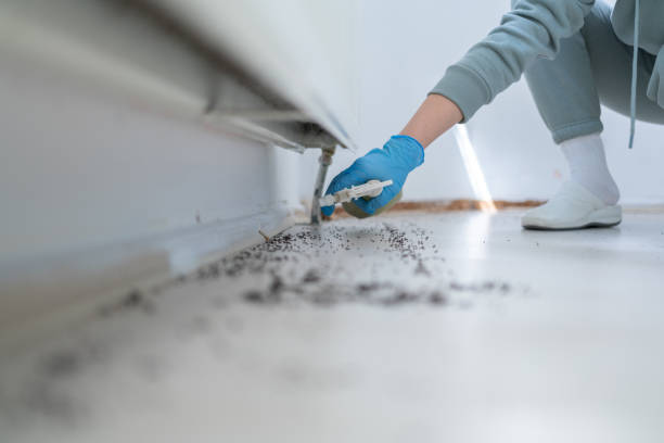 Best Affordable Pest Control Services  in Rolling Hills, CA